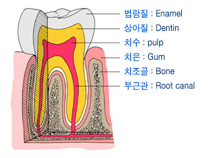 치주조직 치아의 구성